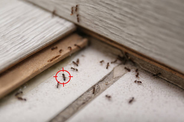 Best Local Pest Control Services  in Jordan, MN