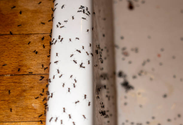 Insect Control in Jordan, MN